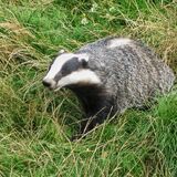 Mike Hubbard - Badger at British Wild Life Centre