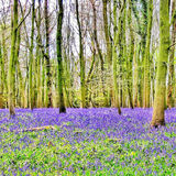 Mike Hubbard - Bluebell Wood Morning