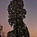 Mike Hubbard - Britain's Tallest Christmas Tree, Wakehurst Place