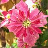 Mike Hubbard - Broughton Star Clematis