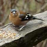 Mike Hubbard - Chaffinch
