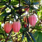 Mike Hubbard - Chilean Lantern Tree