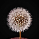 Mike Hubbard - Dandelion Clock