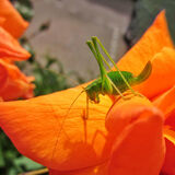 Great Green Bush Cricket