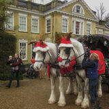 Mike Hubbard - Horse Reindeer at Polesden Lacey