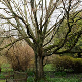 Mike Hubbard - Interesting Tree in Highdown Garden