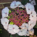 Mike Hubbard - Macrophylla Hydrangea