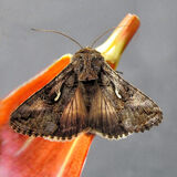 Mike Hubbard - Moth - Joint 3rd