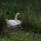 Mike Hubbard - Mute Swan nesting, at the Arundel Wetlands