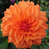 Mike Hubbard - Orange Dahlia