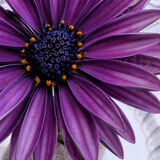Mike Hubbard - Osteospermum - Joint 2nd
