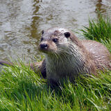 Mike Hubbard - Otter at British Wildlife Centre