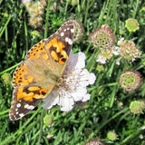 Mike Hubbard - Painted Lady Butterfly