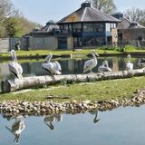 Mike Hubbard - Pelican Reflections