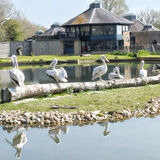 Mike Hubbard - Pelican enclosure Arundel Wetlands
