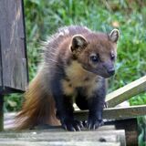 Pine Marten