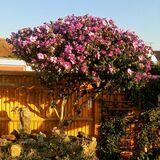 Mike Hubbard - Rockery and Hibiscus Tree