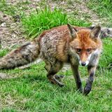Mike Hubbard - Sly Red Fox at Wild Wood Nature Reservation