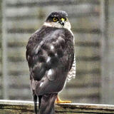 Mike Hubbard - Sparrowhawk through the Window