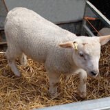 Mike Hubbard - Spring Lamb