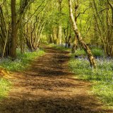 Mike Hubbard - Springtime in the Copse - 3rd