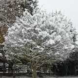Mike Hubbard - Tree Loaded with Snow