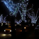 Mike Hubbard - Tree light decorations in Rustington