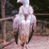Mike Hubbard - Vulture
