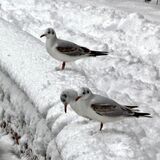 Mike Hubbard - Where's the Food then!!! - Joint 3rd (5 votes)
