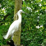 Mike Hubbard - White Great Egret