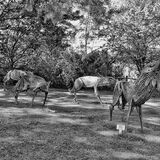 Mike Hubbard - Wolf Pack at Champs Hill