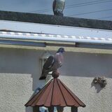 Mike Hubbard - Wood Pigeon and Plastic Owl