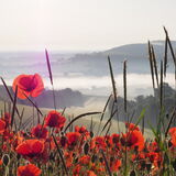 Vanessa Trownson - Misty Morning - 1st (8 votes)