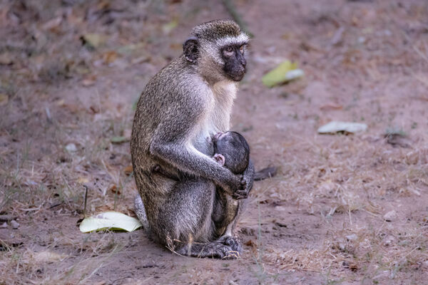 Mother Love, Mombasa, Kenya