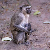 Mother Love, Mombasa, Kenya
