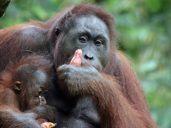 Mother and Baby