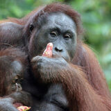 Mother and Baby