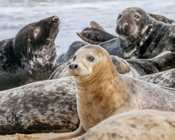 Norfolk Seals