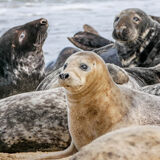 Norfolk Seals