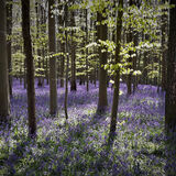 Norman Hadley - Bluebells
