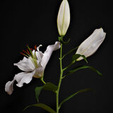Norman Hadley - Lily