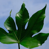 Norman Hadley - A Leaf