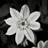 Norman Hadley - Clematis