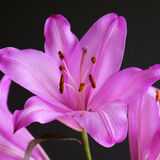 Norman Hadley - Lilies