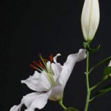 Norman Hadley - Lily - Joint 3rd