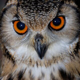 Norman Hadley - Owl 1