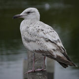 Norman Hadley - Seagull