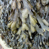 Norman Hadley - Seaweed