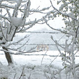 Norman Hadley - Snow Horse