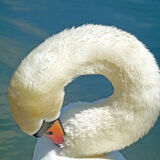 Norman Hadley - Swan